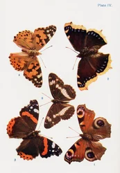 さまざまな種類のチョウ、書籍『Butterflies, Moths and Other Insects and Creatures of the Countryside』の挿絵、1927年刊